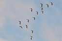 BUITEN BEELD Foto: 155312
