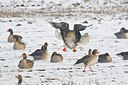 BUITEN BEELD Foto: 155318