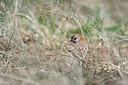 BUITEN BEELD Foto: 155486