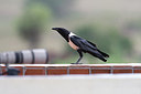 BUITEN BEELD Foto: 155487