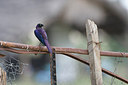 BUITEN BEELD Foto: 155488