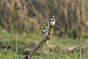 BUITEN BEELD Foto: 155505