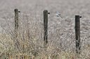 BUITEN BEELD Foto: 155609