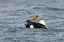 BUITEN BEELD Foto: 155740