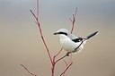 BUITEN BEELD Foto: 155758