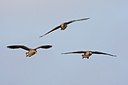 BUITEN BEELD Foto: 155874