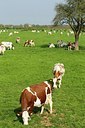 BUITEN BEELD Foto: 156020