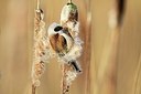 BUITEN BEELD Foto: 156078