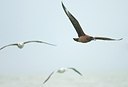 BUITEN BEELD Foto: 156105