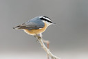 BUITEN BEELD Foto: 156166