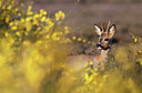 BUITEN BEELD Foto: 156191