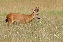 BUITEN BEELD Foto: 156276