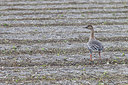 BUITEN BEELD Foto: 156441