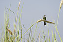 BUITEN BEELD Foto: 156509