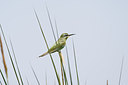 BUITEN BEELD Foto: 156518