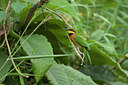 BUITEN BEELD Foto: 156527