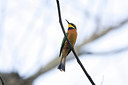 BUITEN BEELD Foto: 156529