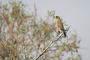 BUITEN BEELD Foto: 156539