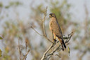 BUITEN BEELD Foto: 156541