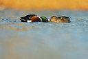 BUITEN BEELD Foto: 156657