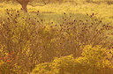 BUITEN BEELD Foto: 156703