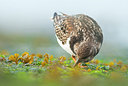 BUITEN BEELD Foto: 156708