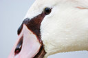 BUITEN BEELD Foto: 156766