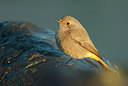 BUITEN BEELD Foto: 156775