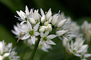 BUITEN BEELD Foto: 156861