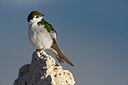 BUITEN BEELD Foto: 156894