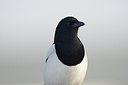 BUITEN BEELD Foto: 156994