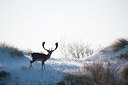 BUITEN BEELD Foto: 157192