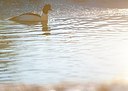 BUITEN BEELD Foto: 157356