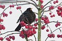 BUITEN BEELD Foto: 157474