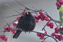 BUITEN BEELD Foto: 157476