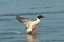 BUITEN BEELD Foto: 157504