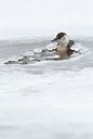 BUITEN BEELD Foto: 157550