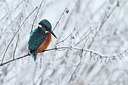 BUITEN BEELD Foto: 157558