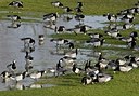 BUITEN BEELD Foto: 157676