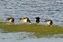 BUITEN BEELD Foto: 157688