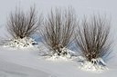 BUITEN BEELD Foto: 157705
