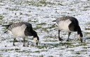BUITEN BEELD Foto: 157736