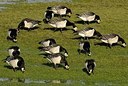 BUITEN BEELD Foto: 157759