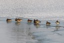 BUITEN BEELD Foto: 157791