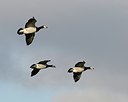 BUITEN BEELD Foto: 157809