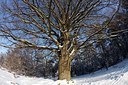 BUITEN BEELD Foto: 157855