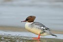 BUITEN BEELD Foto: 157924