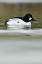 BUITEN BEELD Foto: 157941
