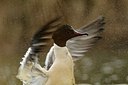 BUITEN BEELD Foto: 157943