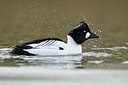 BUITEN BEELD Foto: 157954